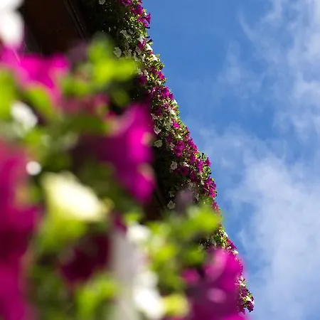 غارني روميرهوف